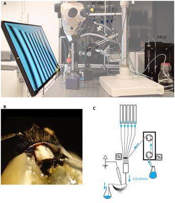 Acute Application of Imidacloprid Alters the Sensitivity of Direction Selective Motion Detecting Neurons in an Insect Pollinator